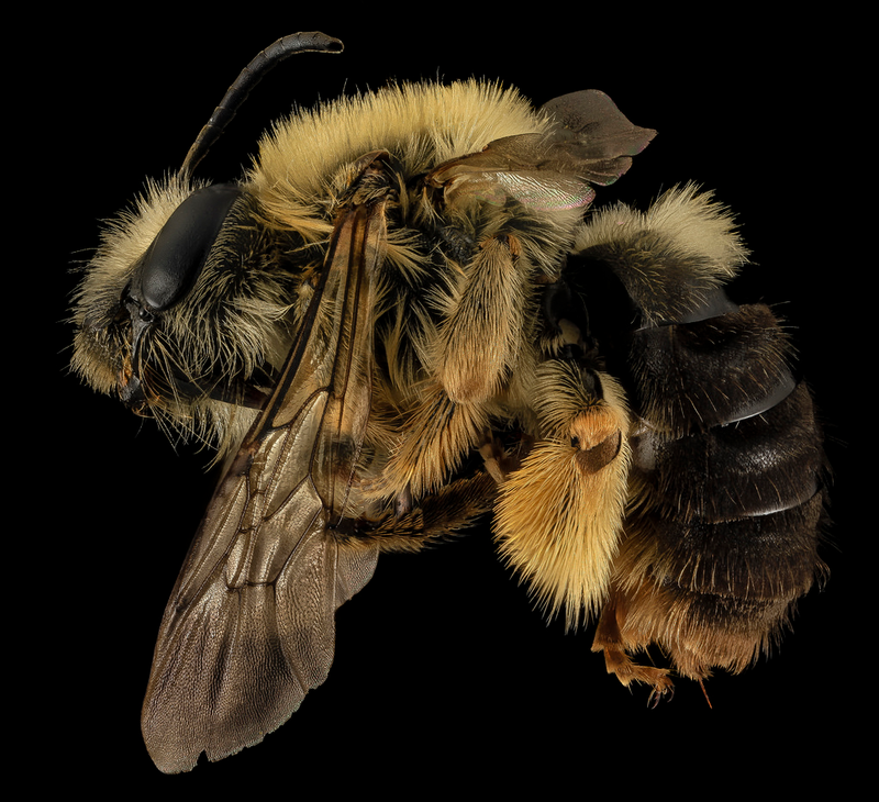 Illustration for article titled Close-Up Bee Portraits Are A Glimpse Into A Gorgeously Weird World